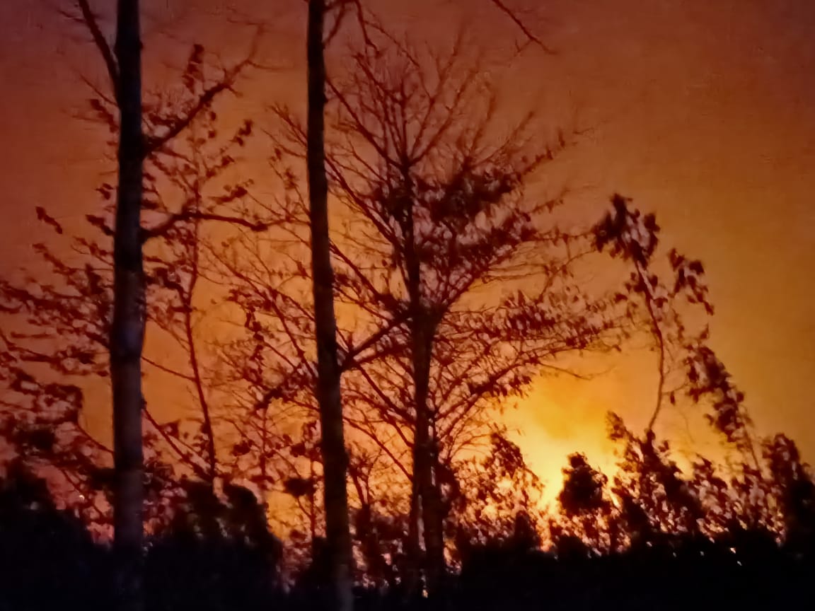 फायर कर्मियों के हौसले के आगे झुकना पड़ा जंगल की विकराल आग को 